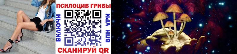 Галлюциногенные грибы Psilocybe  где можно купить наркотик  Ковылкино 